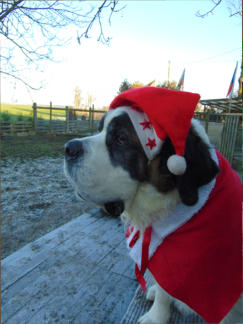 Unsere Seniorin Blanche d`Etoile glaubt wahrscheinlich nicht an den Weihnachtsmann.....aber verkleidet sich wie man sieht, sehr gerne!!!!